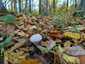 Bimbós pöfeteg (Lycoperdon perlatum), Pilis